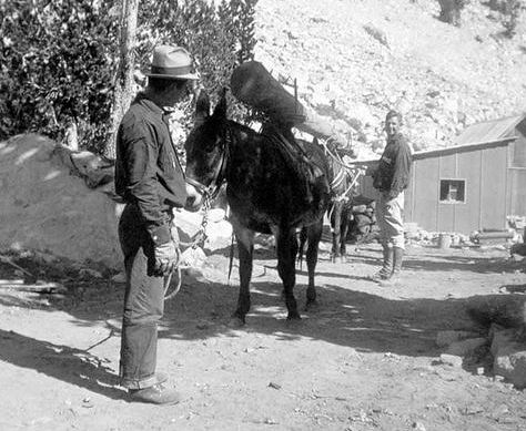 Hauling a 30-foot-long power pole using the two-mule swivel packsaddle system <br>during reconstruction of the mine's power line in 1937. Swivel packsaddles allowed <br>the animals to turn under the load while negotiating tight switchbacks on the trail