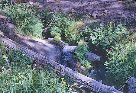 Stream on trail to Deer Creek - John Muir Wilderness 19 Aug 1967 Stream on trail to Deer Creek - John Muir Wilderness 19 Aug 1967