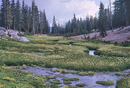 Flowery meadow along the trail - John Muir Wilderness 19 Aug 1967 Flowery meadow along the trail - John Muir Wilderness 19 Aug 1967