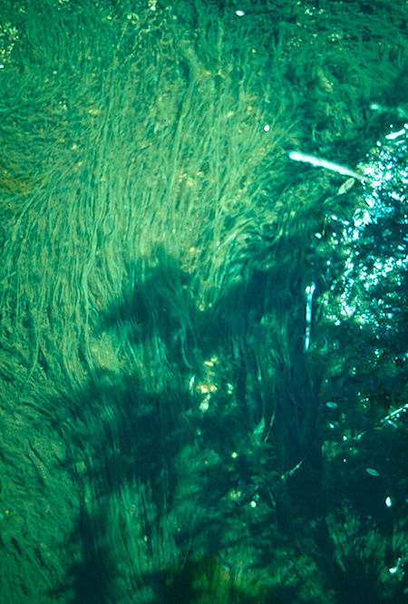 Moss in creek<br>John Muir Wilderness 31 Aug 1976 Moss in creek<br>John Muir Wilderness 31 Aug 1976