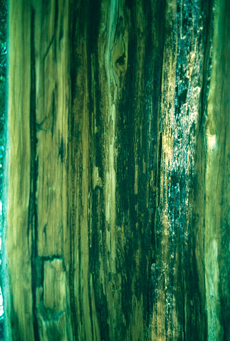 Tree<br>John Muir Wilderness 31 Aug 1976 Tree<br>John Muir Wilderness 31 Aug 1976