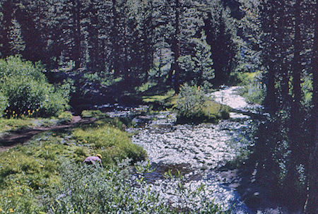 Mono Creek below camp - John Muir Wilderness 13 Aug 1962 Mono Creek below camp - John Muir Wilderness 13 Aug 1962
