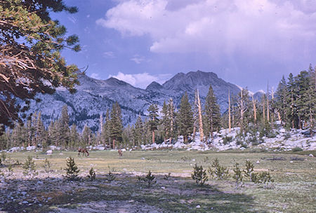Rose Marie Meadow from camp - John Muir Wilderness 14 Aug 1962 Rose Marie Meadow from camp - John Muir Wilderness 14 Aug 1962