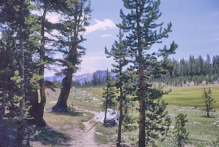 Meadow below Sallie Keyes Lakes - John Muir Wilderness 15 Aug 1962