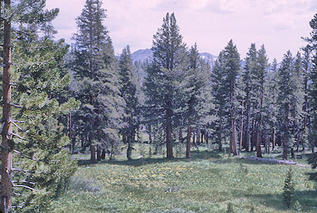 Meadow along the trail - John Muir Wilderness 15 Aug 1962 Meadow along the trail - John Muir Wilderness 15 Aug 1962