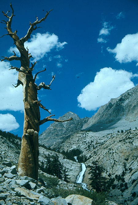Pine Creek - John Muir Wilderness 04 Jul 1975 Pine Creek - John Muir Wilderness 04 Jul 1975