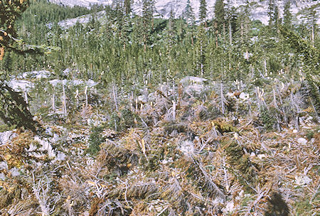 Avalanche damage in LeConte Canyon - Kings Canyon National Park 22 Aug 1969