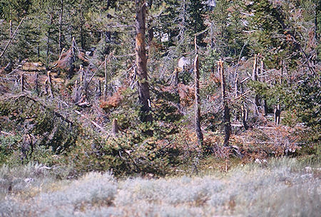 LeConte Canyon avalanche tree damage - Kings Canyon National Park 30 Aug 1969