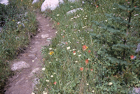 Flowers on John Muir Trail - Kings Canyon National Park 30 Aug 1969