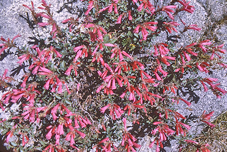 Flower along the route - Kings Canyon National Park 28 Aug 1969