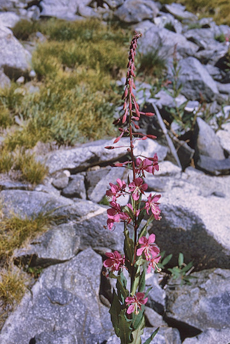Flower along the route - Kings Canyon National Park 28 Aug 1969