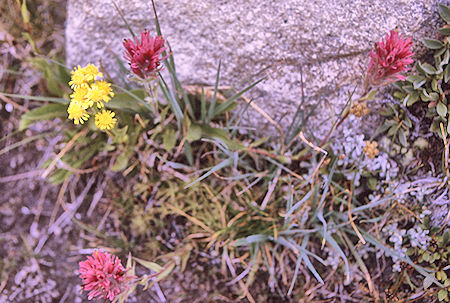 Flowers in Upper Basin - Kings Canyon National Park 25 Aug 1970