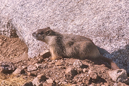 Marmot at John Muir Trail - Kings Canyon National Park 24 Aug 1975 Marmot at John Muir Trail - Kings Canyon National Park 24 Aug 1975