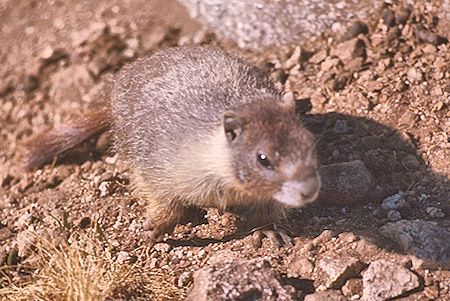 Marmot at John Muir Trail - Kings Canyon National Park 24 Aug 1975 Marmot at John Muir Trail - Kings Canyon National Park 24 Aug 1975