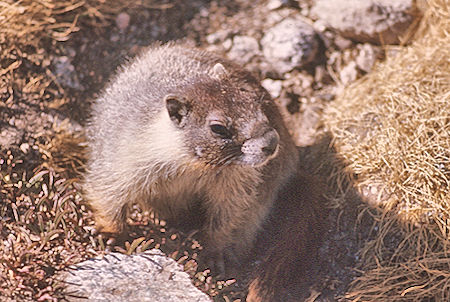 Marmot at John Muir Trail - Kings Canyon National Park 24 Aug 1975 Marmot at John Muir Trail - Kings Canyon National Park 24 Aug 1975