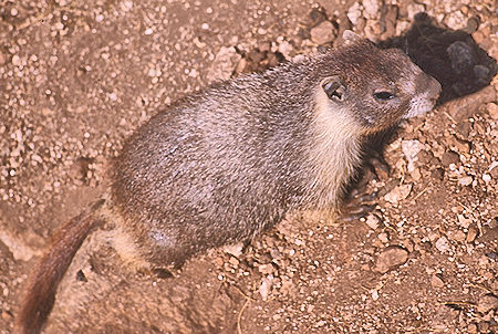 Marmot at John Muir Trail - Kings Canyon National Park 24 Aug 1975