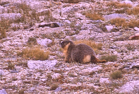 Marmot on Pinchot Pass - Kings Canyon National Park 27 Aug 1970