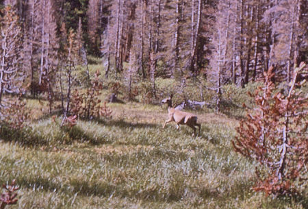 Deer - Kings Canyon National Park 23 Aug 1963