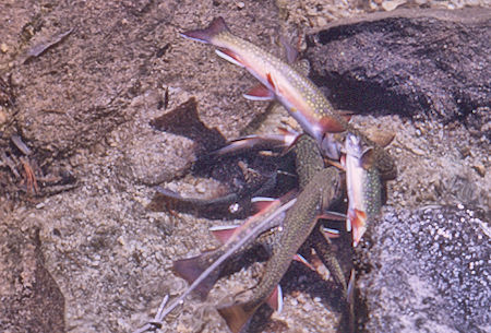 The fish string at Rae Lake - Kings Canyon National Park 23 Aug 1963 The fish string at Rae Lake - Kings Canyon National Park 23 Aug 1963
