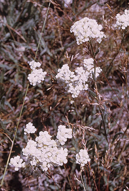 Flowers in Sixty Lakes Basin on way to Mount Cotter - Kings Canyon National Park 01 Sep 1970