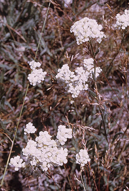 Flowers in Sixty Lakes Basin on way to Mount Cotter<br>Kings Canyon National Park 01 Sep 1970 Flowers in Sixty Lakes Basin on way to Mount Cotter<br>Kings Canyon National Park 01 Sep 1970