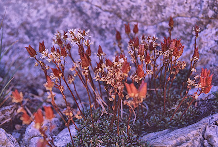 Flowers in Sixty Lakes Basin on way to Mount Cotter - Kings Canyon National Park 01 Sep 1970