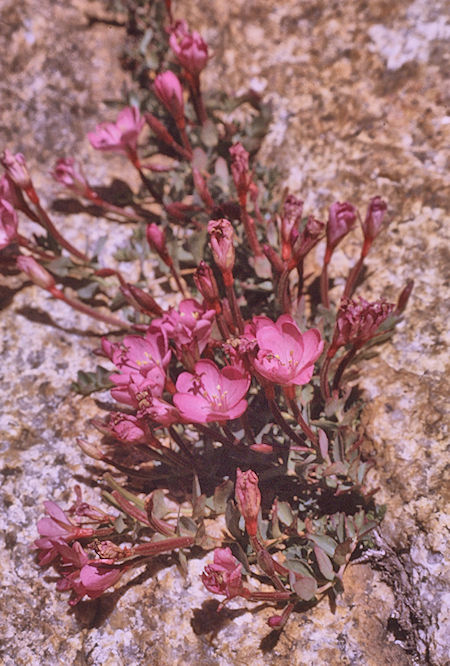 Flowers in Sixty Lakes Basin on way to Mount Cotter<br>Kings Canyon National Park 01 Sep 1970 Flowers in Sixty Lakes Basin on way to Mount Cotter<br>Kings Canyon National Park 01 Sep 1970