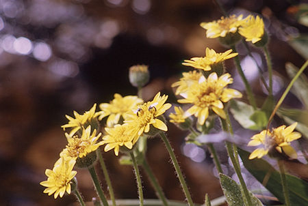 Flowers in Sixty Lakes Basin - Kings Canyon National Park 02 Sep 1970