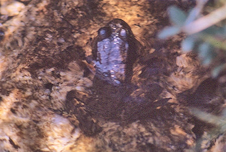 Frogs in Sixty Lakes Basin - Kings Canyon National Park 02 Sep 1970