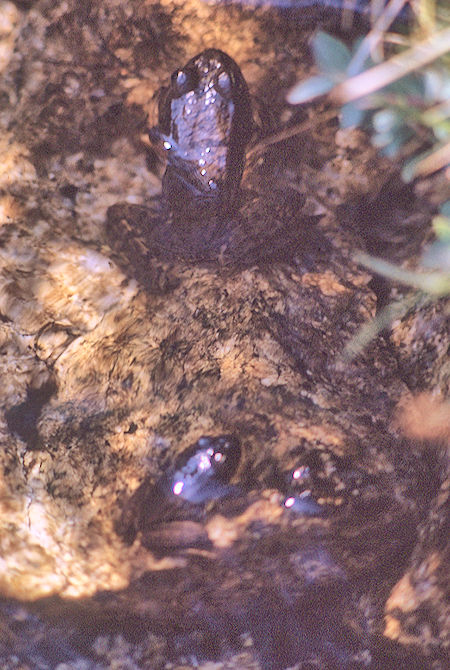 Frogs in Sixty Lakes Basin - Kings Canyon National Park 02 Sep 1970