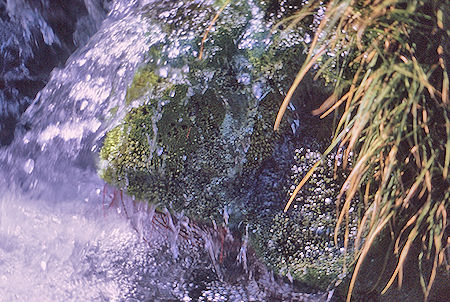 Moss in stream in Sixty Lakes Basin<br>Kings Canyon National Park 02 Sep 1970 Moss in stream in Sixty Lakes Basin<br>Kings Canyon National Park 02 Sep 1970