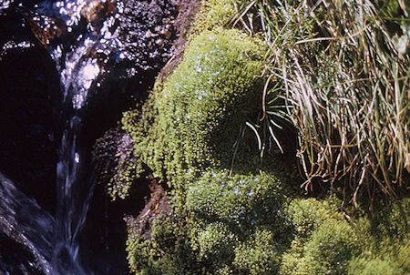 Moss in stream in Sixty Lakes Basin<br>Kings Canyon National Park 02 Sep 1970 Moss in stream in Sixty Lakes Basin<br>Kings Canyon National Park 02 Sep 1970