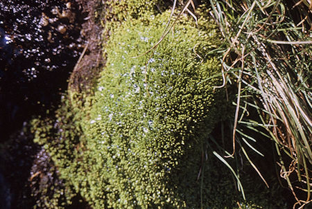 Moss in stream in Sixty Lakes Basin<br>Kings Canyon National Park 02 Sep 1970 Moss in stream in Sixty Lakes Basin<br>Kings Canyon National Park 02 Sep 1970