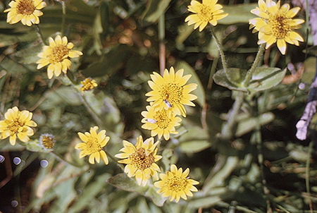 Flowers in Sixty Lakes Basin<br>Kings Canyon National Park 02 Sep 1970 Flowers in Sixty Lakes Basin<br>Kings Canyon National Park 02 Sep 1970