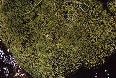 Moss in stream in Sixty Lakes Basin - Kings Canyon National Park 02 Sep 1970