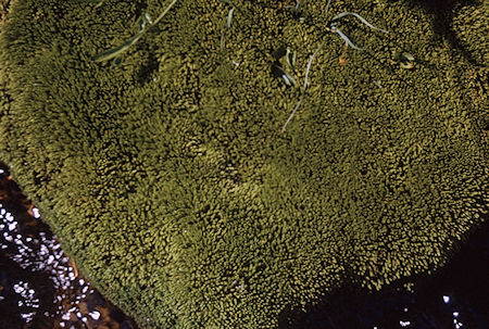 Moss in stream in Sixty Lakes Basin<br>Kings Canyon National Park 02 Sep 1970 Moss in stream in Sixty Lakes Basin<br>Kings Canyon National Park 02 Sep 1970