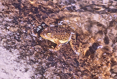Frog in stream in Sixty Lakes Basin<br>Kings Canyon National Park 02 Sep 1970 Frog in stream in Sixty Lakes Basin<br>Kings Canyon National Park 02 Sep 1970