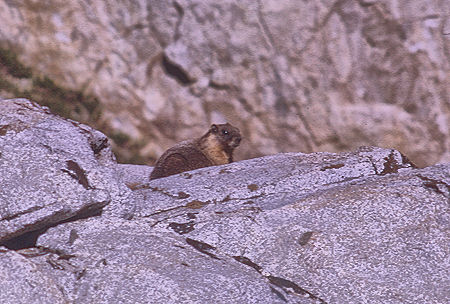 Marmot enroute to Gardiner Basin in Sixty Lakes Basin - Kings Canyon National Park 03 Sep 1970