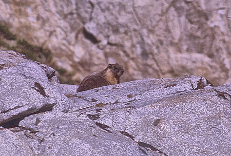 Marmot enroute to Gardiner Basin in Sixty Lakes Basin<br>Kings Canyon National Park 03 Sep 1970 Marmot enroute to Gardiner Basin in Sixty Lakes Basin<br>Kings Canyon National Park 03 Sep 1970