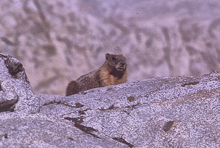 Marmot enroute to Gardiner Basin in Sixty Lakes Basin - Kings Canyon National Park 03 Sep 1970