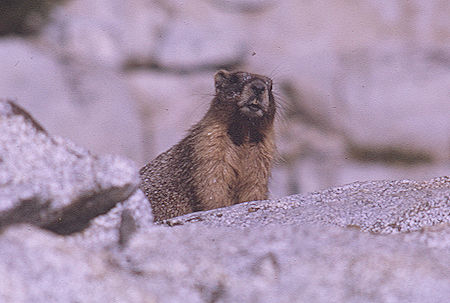 Marmot enroute to Gardiner Basin in Sixty Lakes Basin Kings Canyon National Park 03 Sep 1970 Marmot enroute to Gardiner Basin in Sixty Lakes Basin Kings Canyon National Park 03 Sep 1970