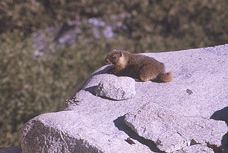 Marmot enroute to Gardiner Basin in Sixty Lakes Basin<br>Kings Canyon National Park 03 Sep 1970