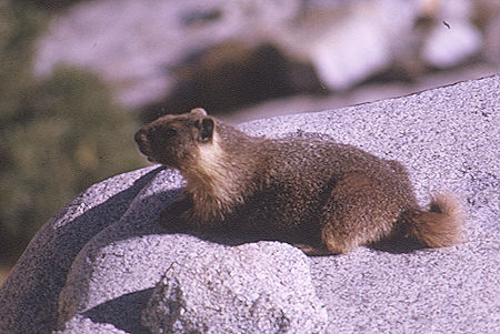 Marmot enroute to Gardiner Basin in Sixty Lakes Basin<br>Kings Canyon National Park 03 Sep 1970