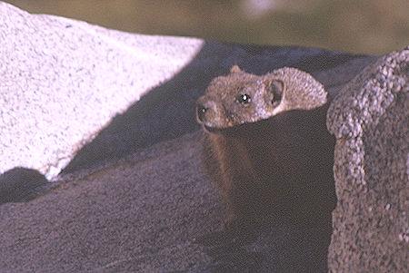 Marmot enroute to Gardiner Basin in Sixty Lakes Basin<br>Kings Canyon National Park 03 Sep 1970