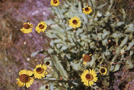 Flowers along Gardiner Creek<br>Kings Canyon National Park 03 Sep 1970 Flowers along Gardiner Creek<br>Kings Canyon National Park 03 Sep 1970