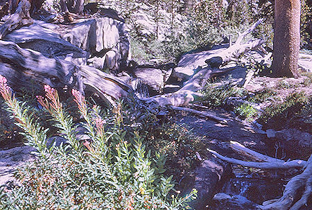 Trees and flowers along Gardiner Creek<br>Kings Canyon National Park 04 Sep 1970 Trees and flowers along Gardiner Creek<br>Kings Canyon National Park 04 Sep 1970