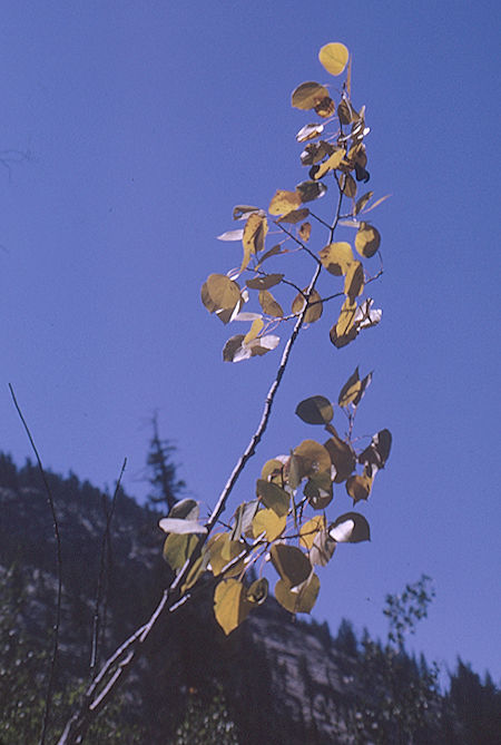 Plant on Gardiner Creek<br>Kings Canyon National Park 04 Sep 1970 Plant on Gardiner Creek<br>Kings Canyon National Park 04 Sep 1970