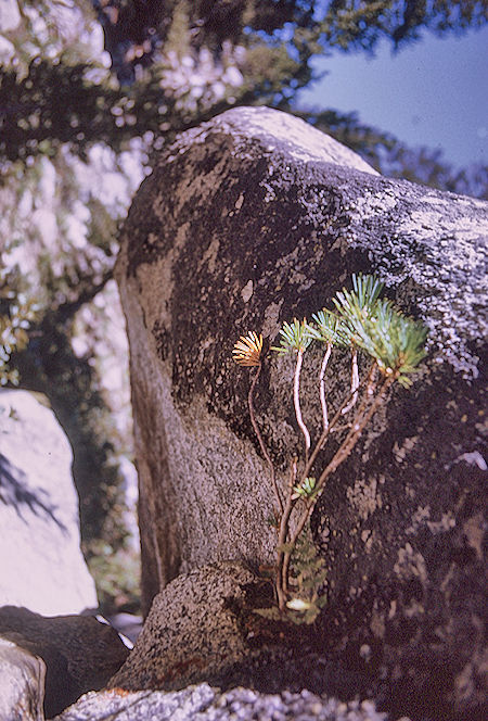 Tree at Lake near Gardiner Pass <br>Kings Canyon National Park 04 Sep 1970 Tree at Lake near Gardiner Pass <br>Kings Canyon National Park 04 Sep 1970