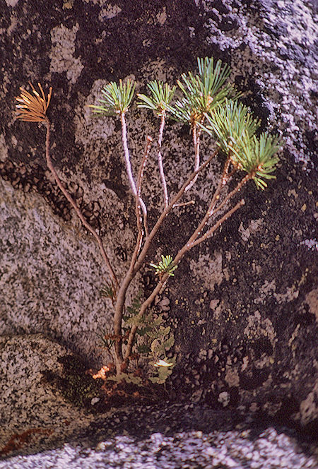 Tree at Lake near Gardiner Pass  - Kings Canyon National Park 04 Sep 1970