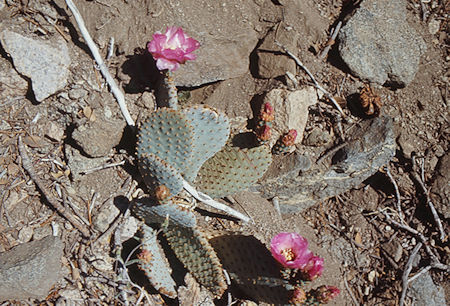 Cactus flower along George Creek - Jul 1971